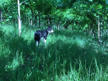 Dog on grass against trees