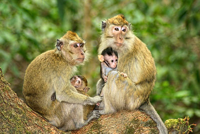 Monkeys sitting on tree