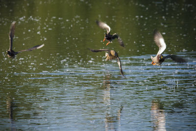 Ducks swimming in lake