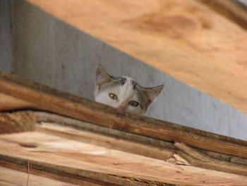 Portrait of a cat