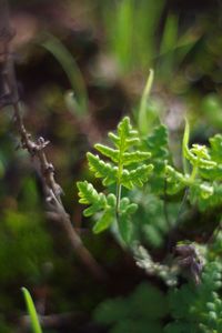 Close-up of fresh green plant