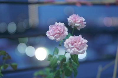 Close-up of pink flowering plant