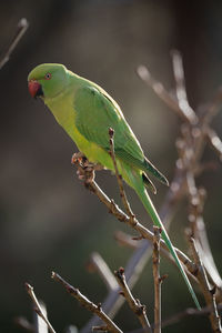 Single ring-necked parakeet on a branch in the garden.