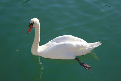 High angle view of swan swimming in lake