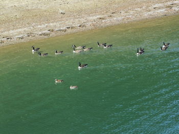 High angle view of birds swimming in lake