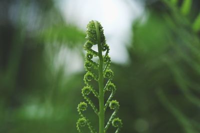 Close-up of fresh green plant