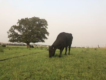 Horse grazing in field