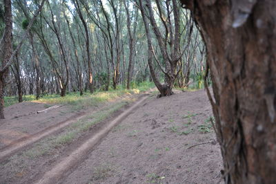 Trees in forest