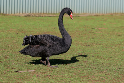 Close-up of black swan on field