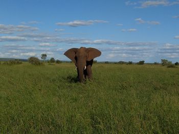 View of elephant on field