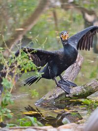 Bird flying in the water