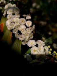 Close-up of white flowers