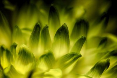 Close-up of plants against blurred background