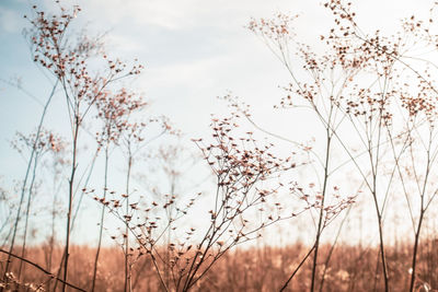 Low angle view of flowering plants on field against sky