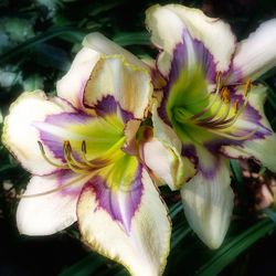 Close-up of day lily blooming outdoors