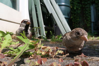 View of two birds