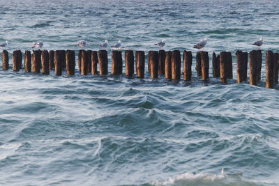 Wooden posts in sea