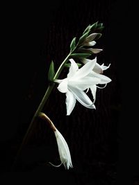 Close-up of white flower over black background