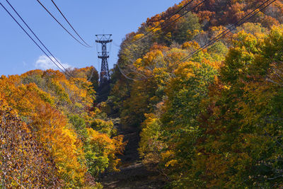 Color full forest in autumn season on hakkoda mountain, aomori tohoku japan