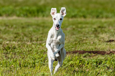 Whippet sprinter dog running and chasing lure on the field close-up