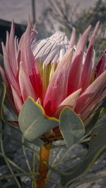 Close-up of pink flower