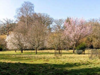 View of cherry blossom trees on field