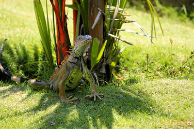 Close-up of a lizard on a land