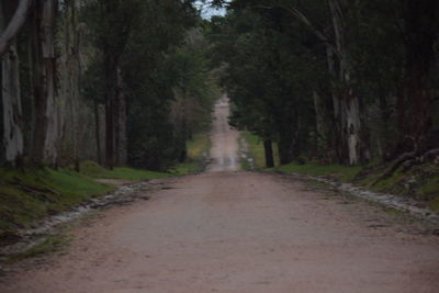 Road amidst trees in forest