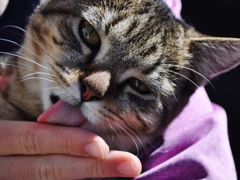 Close-up of hand with cat