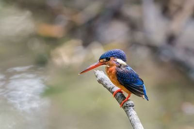 Blue-eared kingfisher perched and resting	