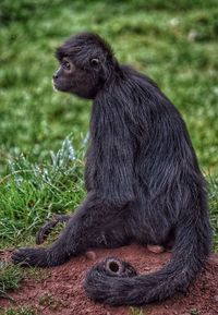 Close-up of spider monkey sitting on field