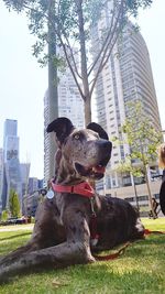 Dog sitting on grass against buildings