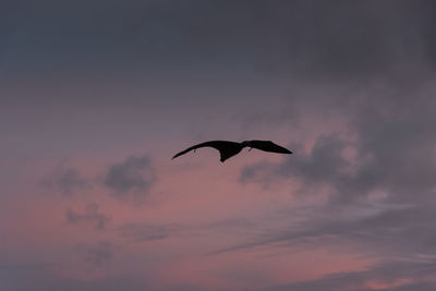 Low angle view of silhouette bird flying against sky