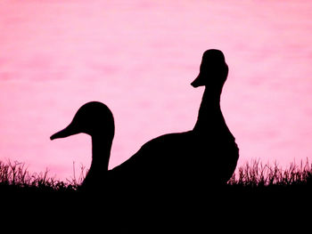 Silhouette bird on rock against sky