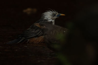 Close-up of bird perching on branch