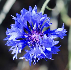 Close-up of purple blue flower