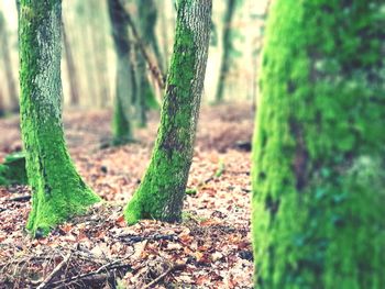 Close-up of tree trunk in forest