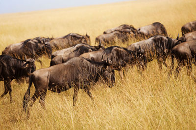 Horses in a field