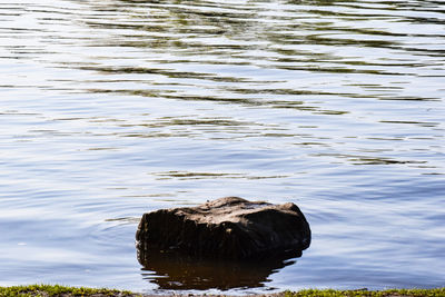 High angle view of crab on rock in lake