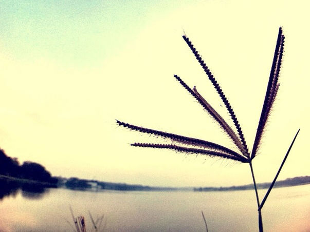 water, tranquility, lake, sky, nature, tranquil scene, beauty in nature, scenics, silhouette, flying, clear sky, plant, sunset, no people, outdoors, focus on foreground, dusk, close-up, growth, waterfront