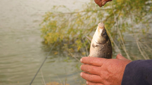 Cropped hand holding fish