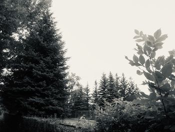 Low angle view of trees against sky