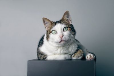 Portrait of cat against white background