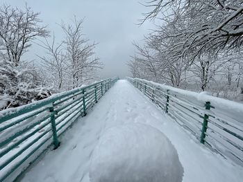 Snow covered plants by railing during winter