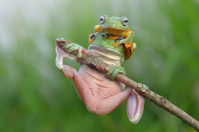 Close-up portrait of frogs on plant