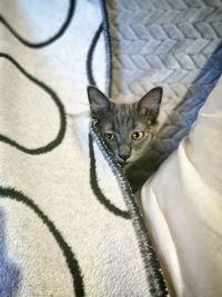 High angle portrait of cat relaxing on bed