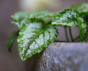 Close-up of green leaves