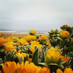 Close-up of sunflower