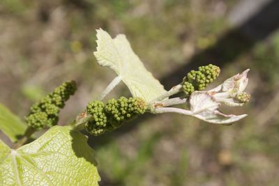 Close-up of flowering plant