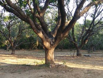 Trees on landscape